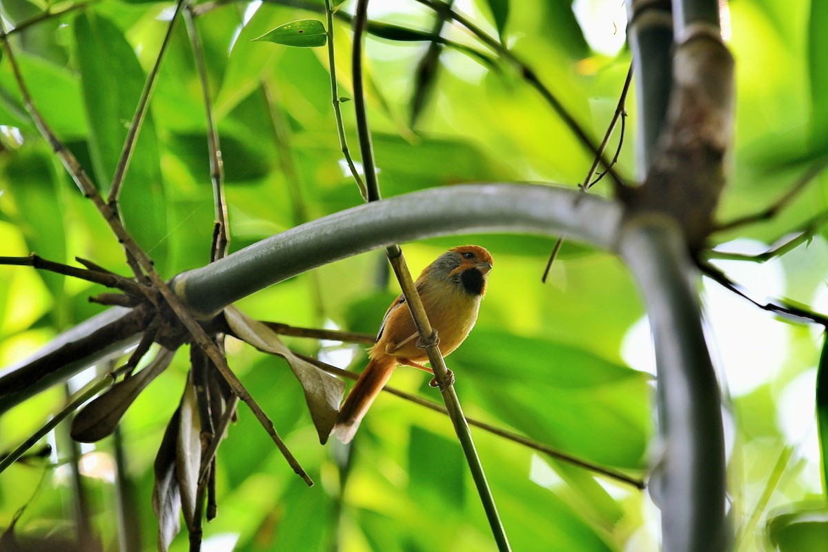 Black-throated Parrotbill - ML615492355