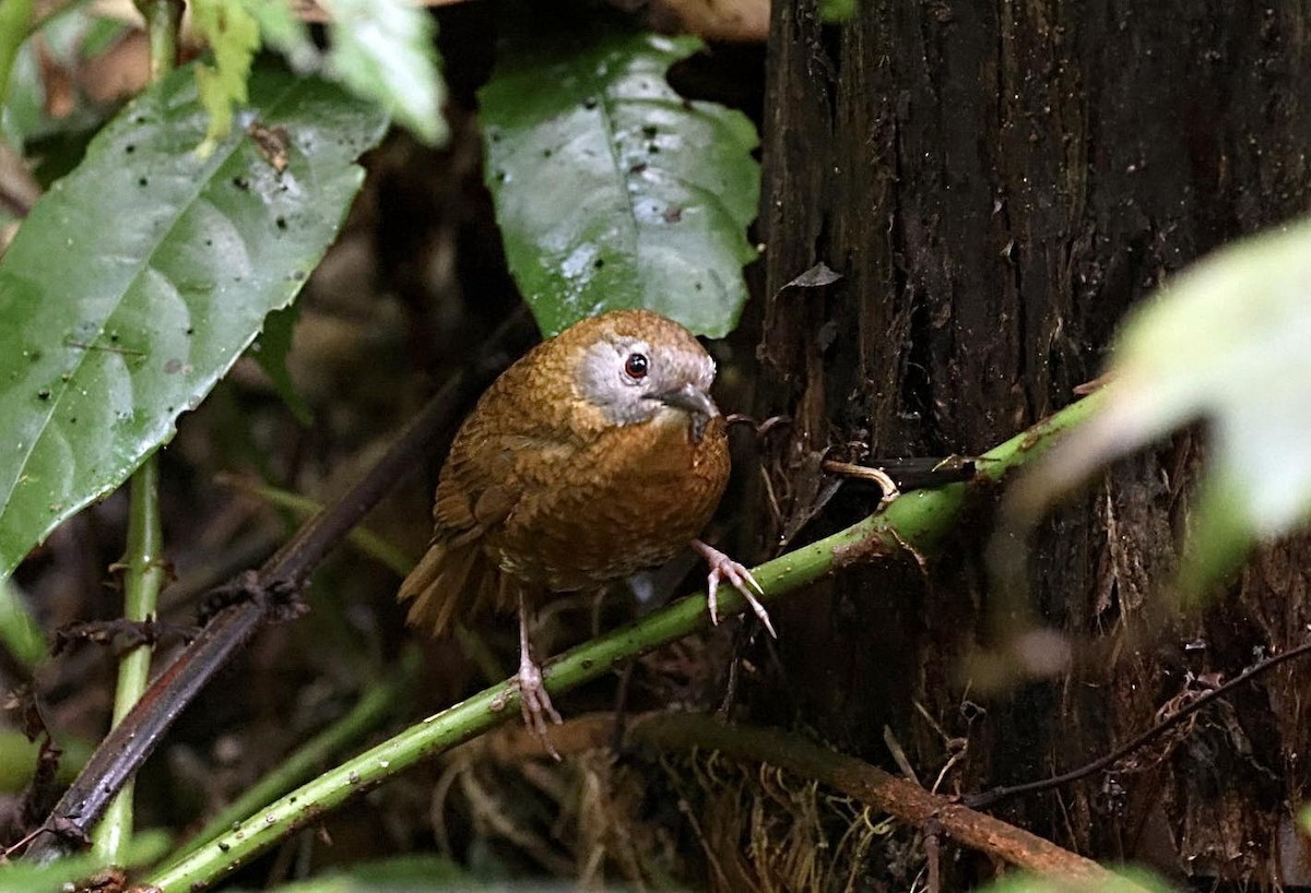 Gray-bellied Wren-Babbler - ML615492357
