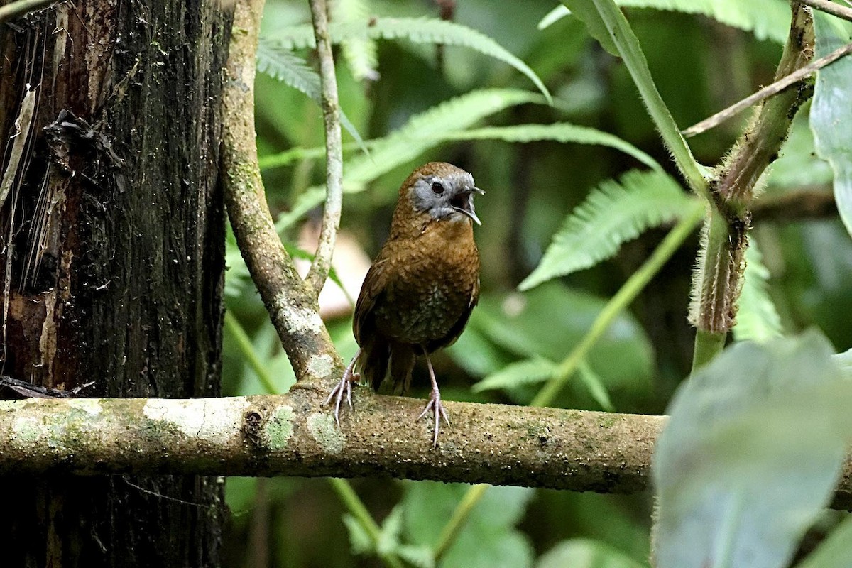 Gray-bellied Wren-Babbler - ML615492358