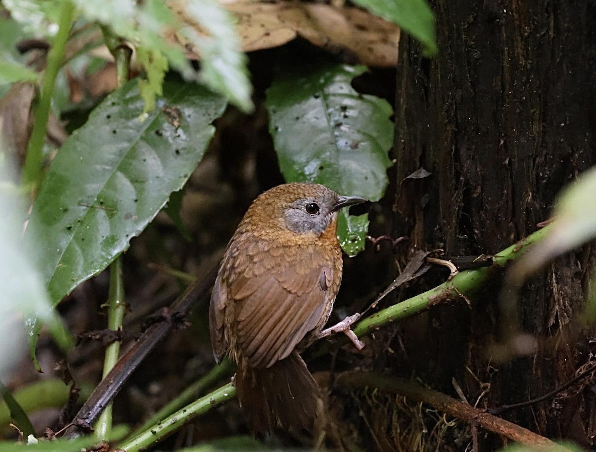 Gray-bellied Wren-Babbler - ML615492359