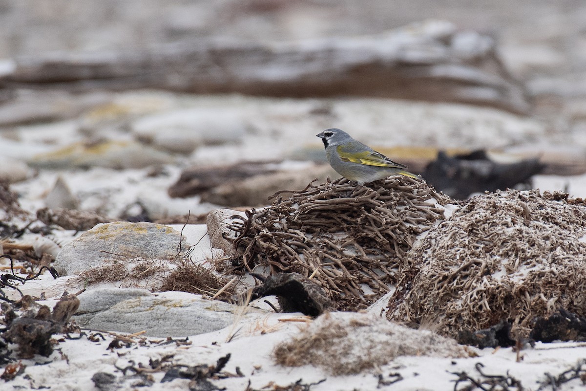 White-bridled Finch (Falkland) - ML615492381