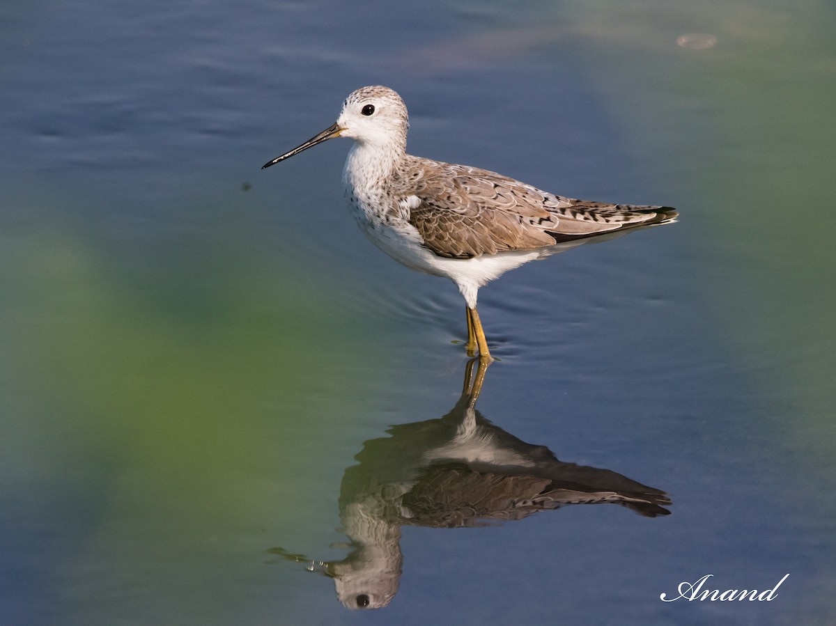 Marsh Sandpiper - ML615492420