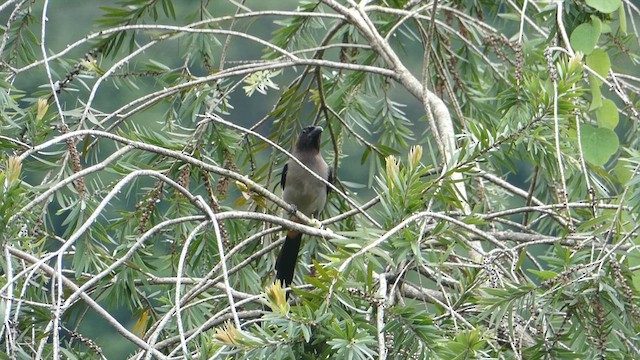 Gray Treepie - ML615492438