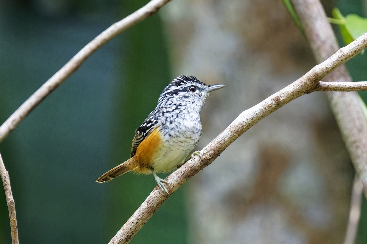 Peruvian Warbling-Antbird - Holger Teichmann