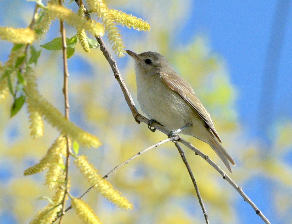 Eastern Warbling Vireo - Kristen Cart
