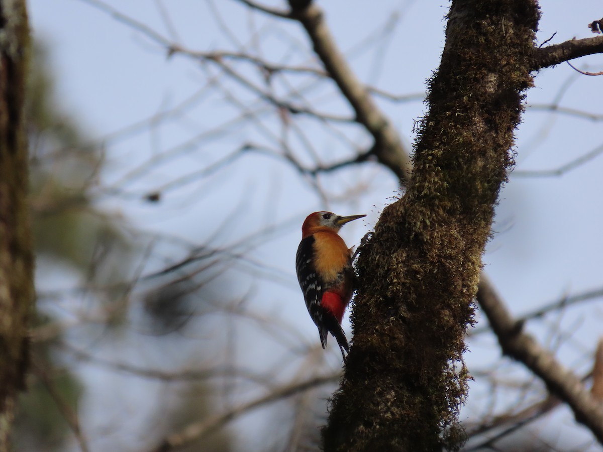Rufous-bellied Woodpecker - ML615492515