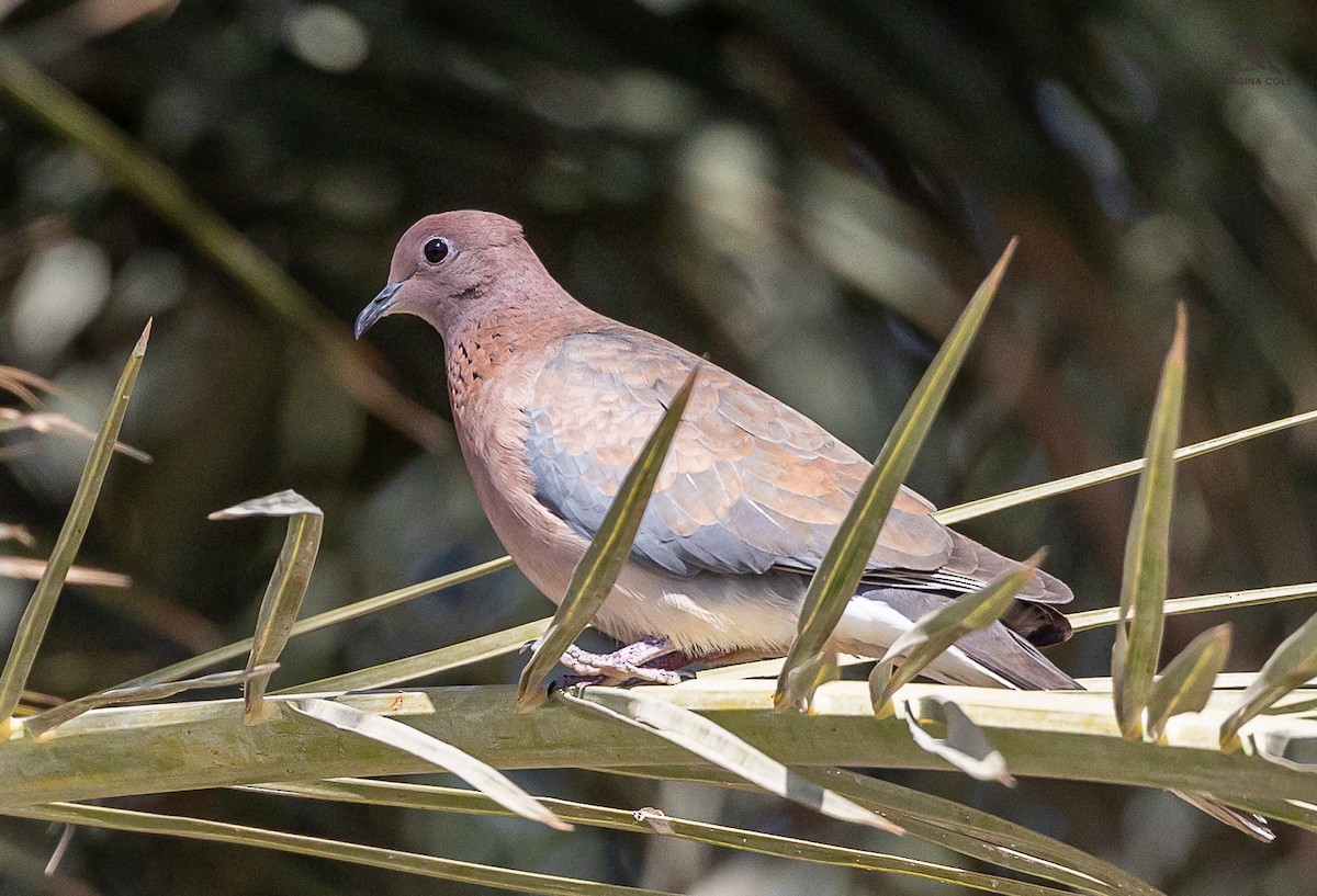 Laughing Dove - ML615492524