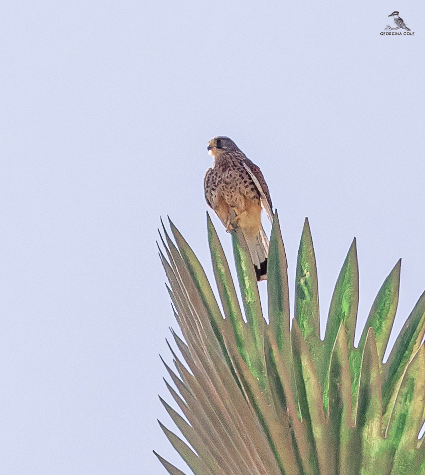 Eurasian Kestrel - ML615492528