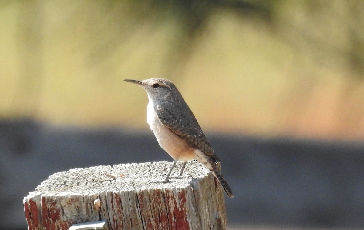 Northern House Wren - ML615492537