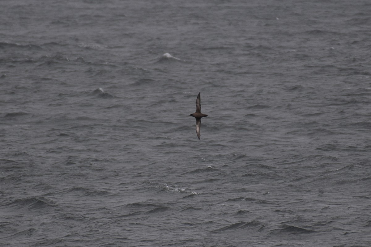 Sooty Shearwater - ML615492584