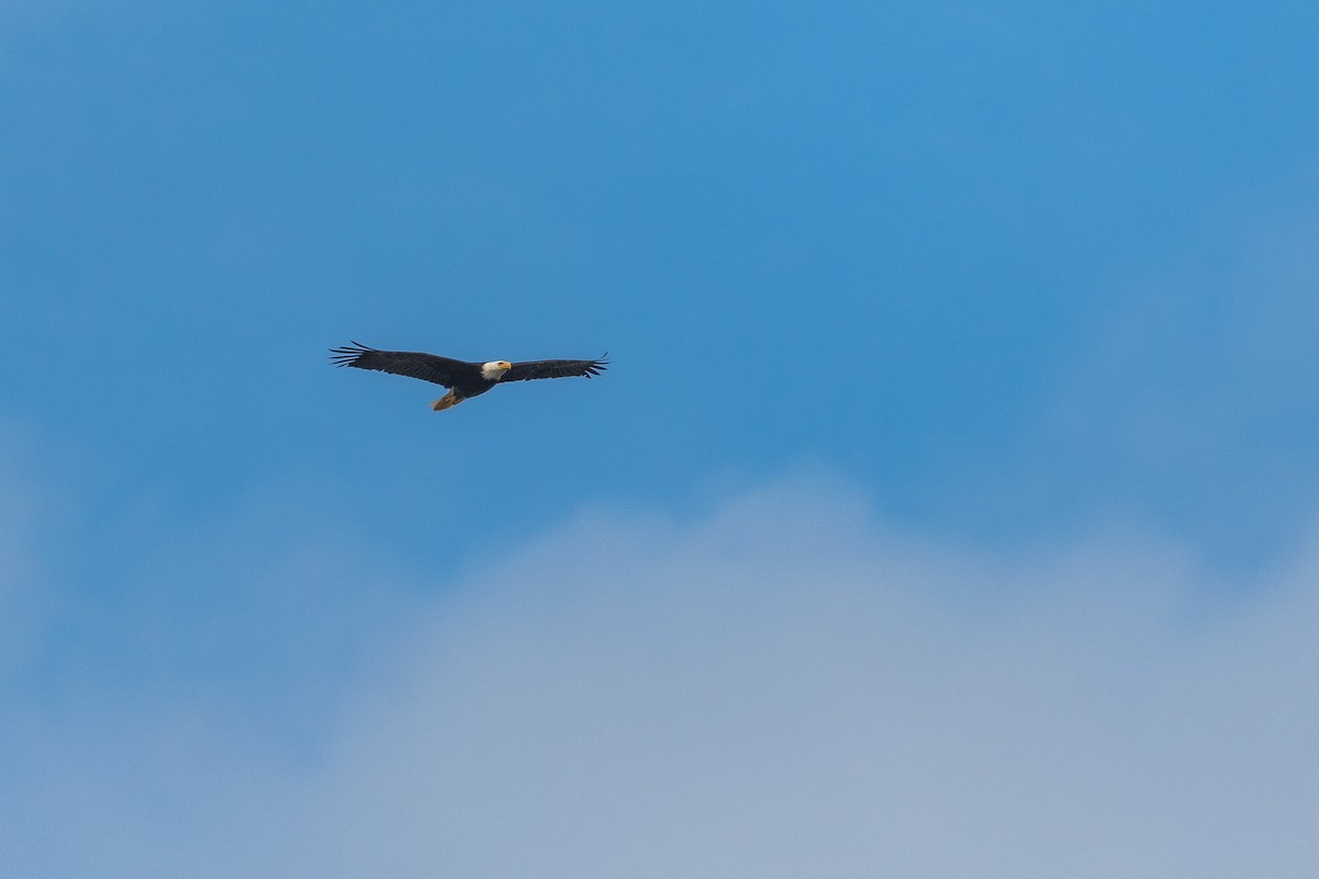 Bald Eagle - Roger Katzenberg