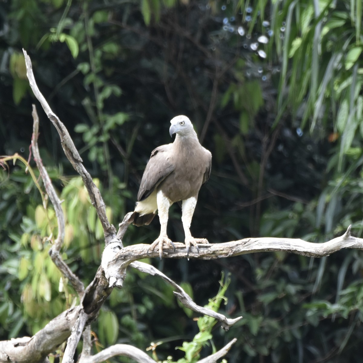 Gray-headed Fish-Eagle - ML615492762