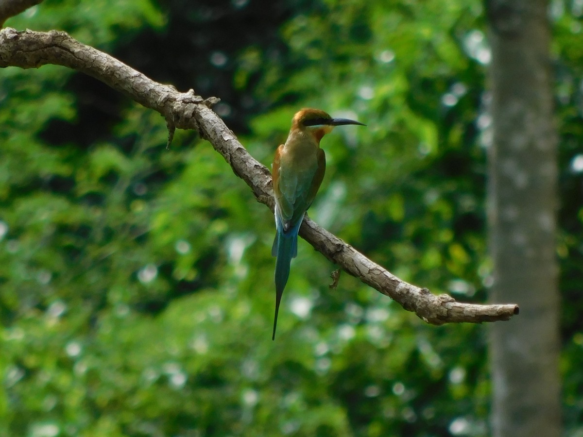 Abejaruco Coliazul - ML615492772