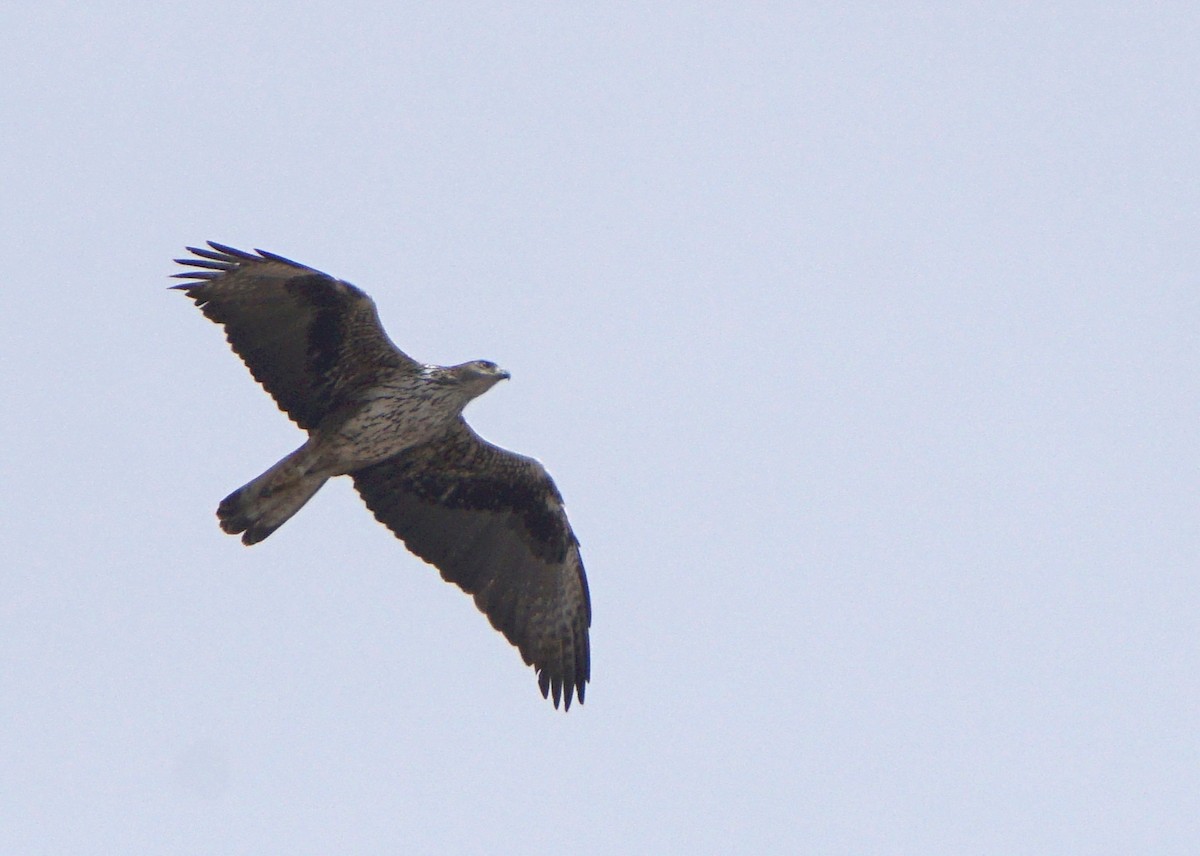 Águila Perdicera - ML615492792