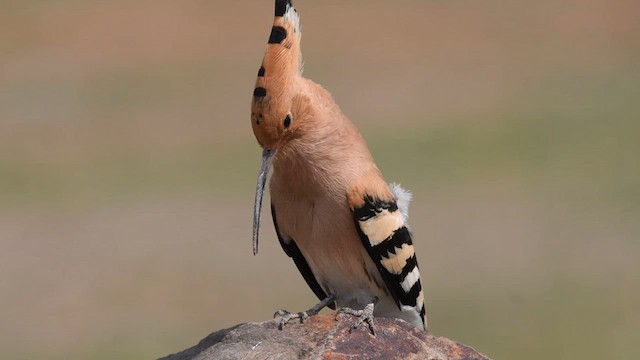 Eurasian Hoopoe - ML615492802