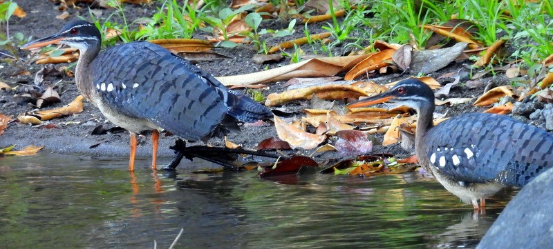 Sunbittern - ML615492804