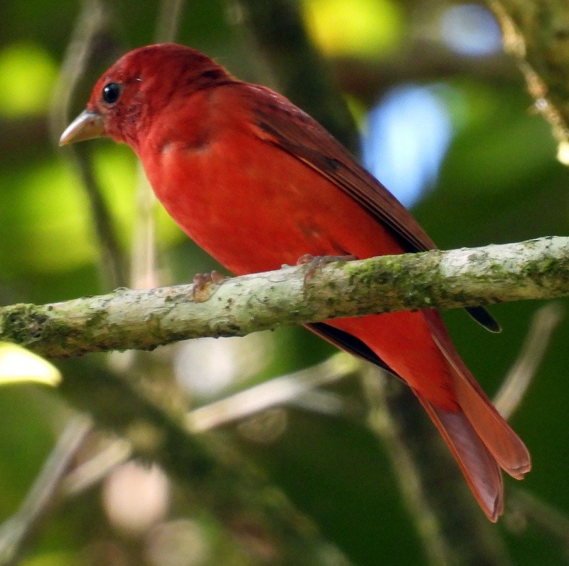 Summer Tanager - ML615492841