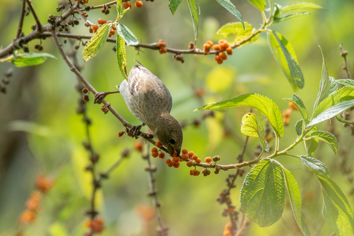 Common Rosefinch - Aneesh Sasidevan