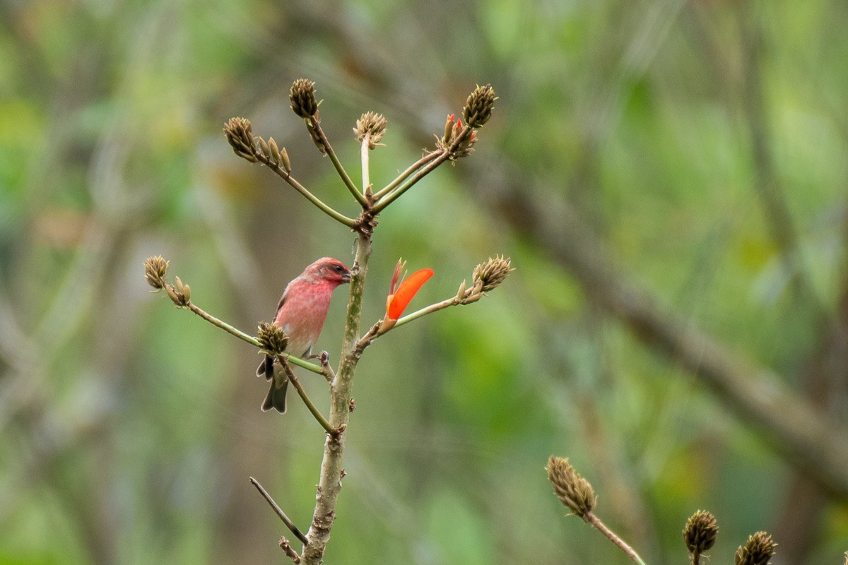 Common Rosefinch - ML615492852