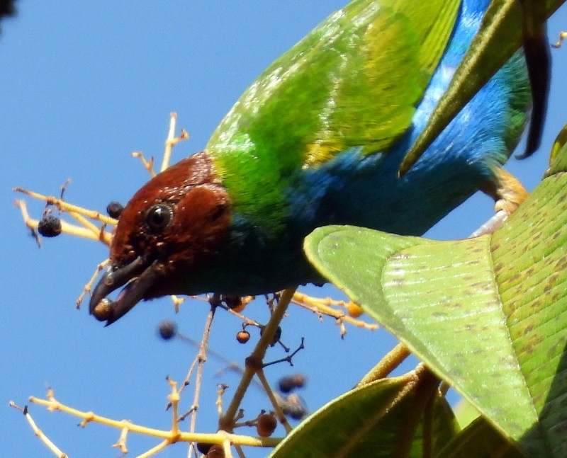 Bay-headed Tanager - ML615492853