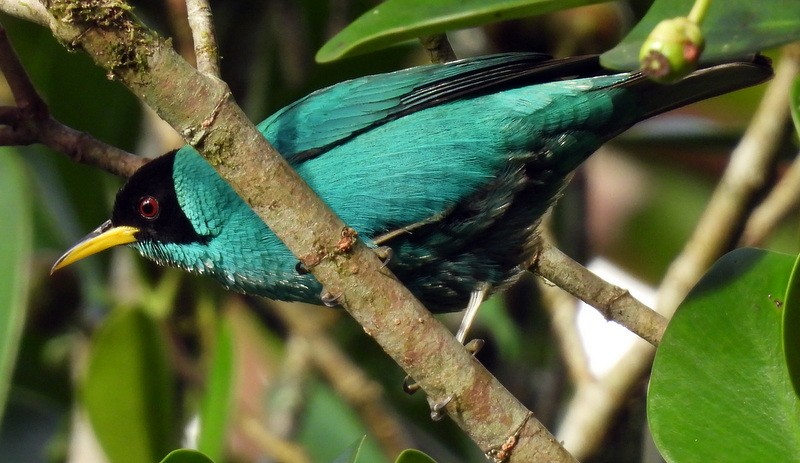 Green Honeycreeper - Bill Fox