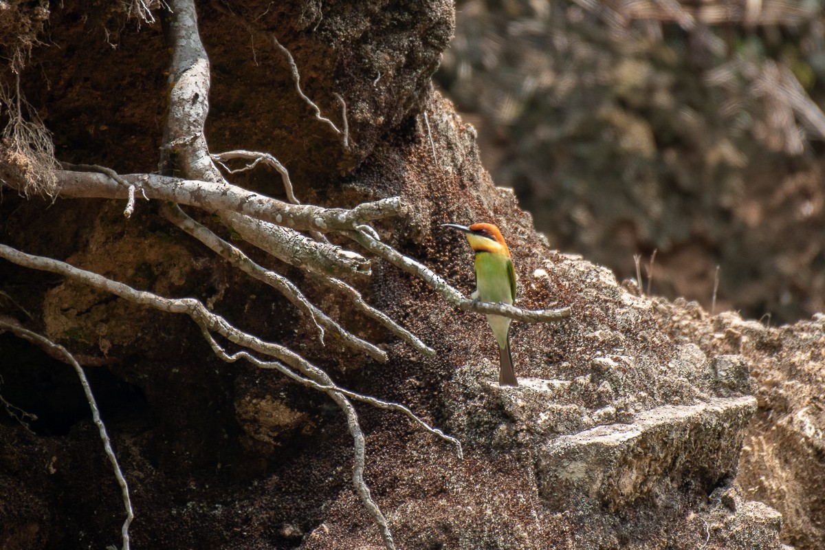Chestnut-headed Bee-eater - Aneesh Sasidevan