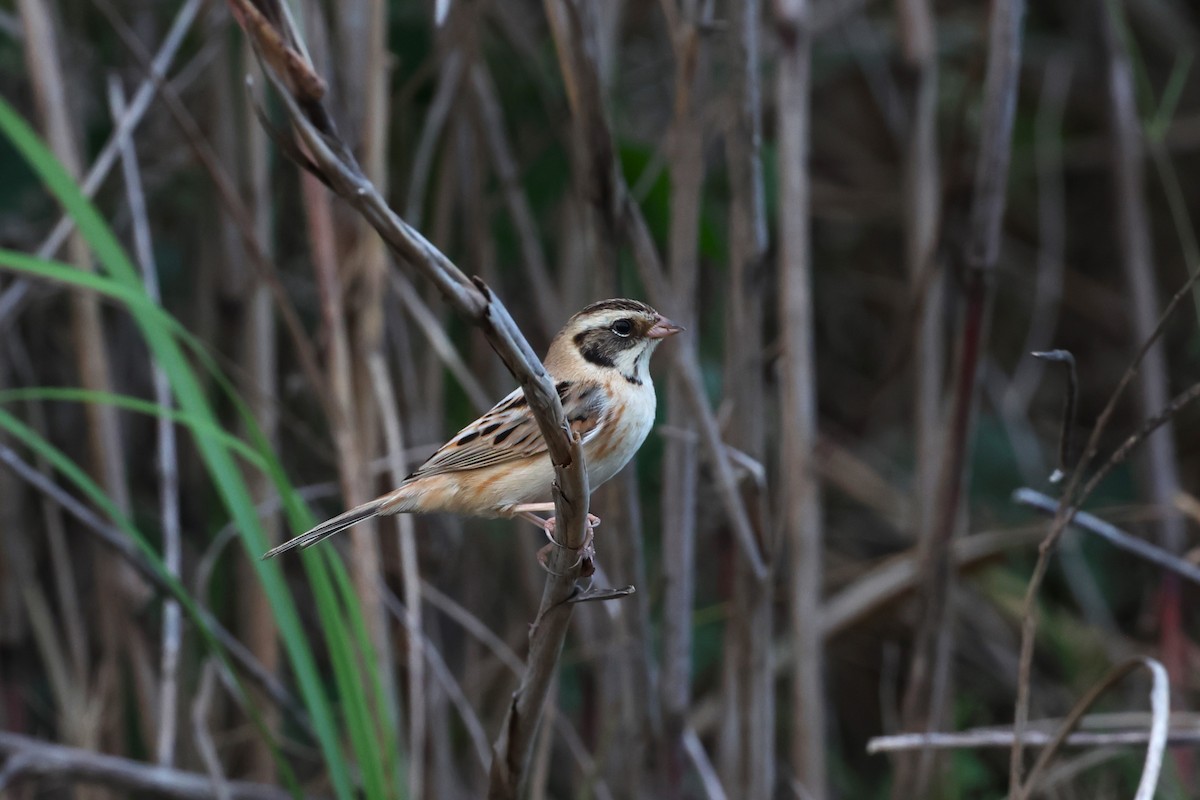 Ochre-rumped Bunting - ML615492890