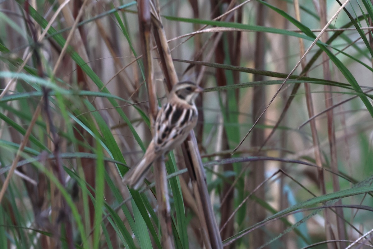 Ochre-rumped Bunting - ML615492891