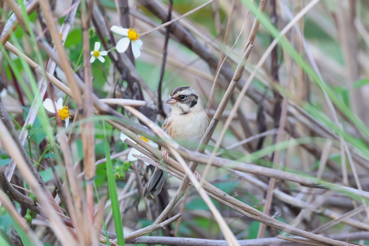 Ochre-rumped Bunting - 志民 蘇