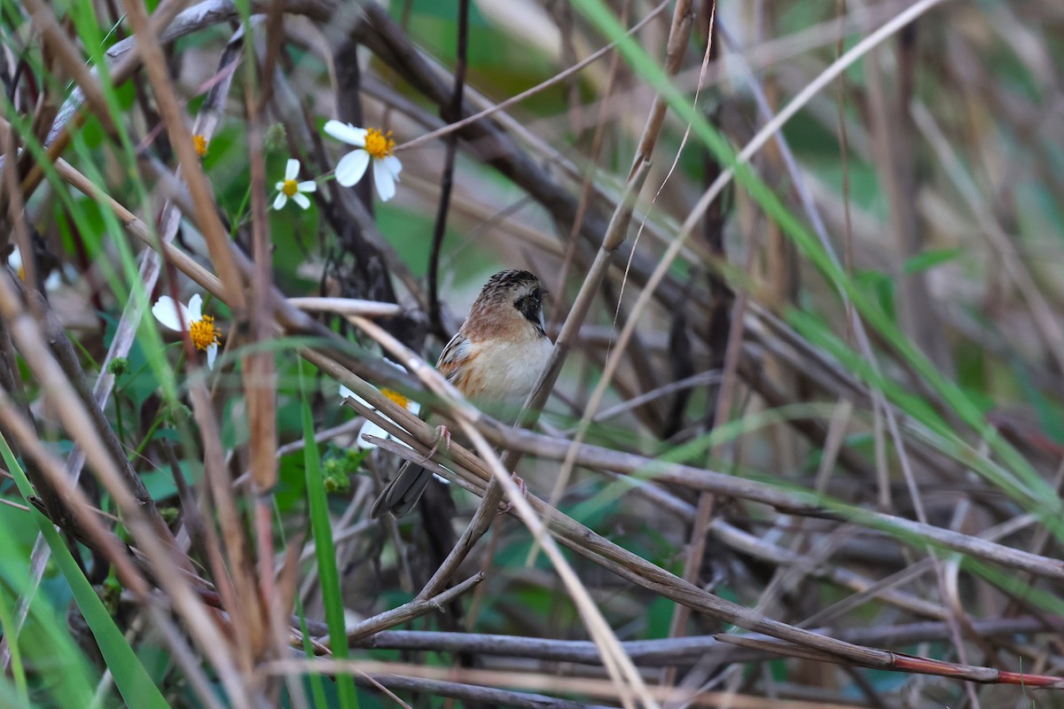 Ochre-rumped Bunting - 志民 蘇