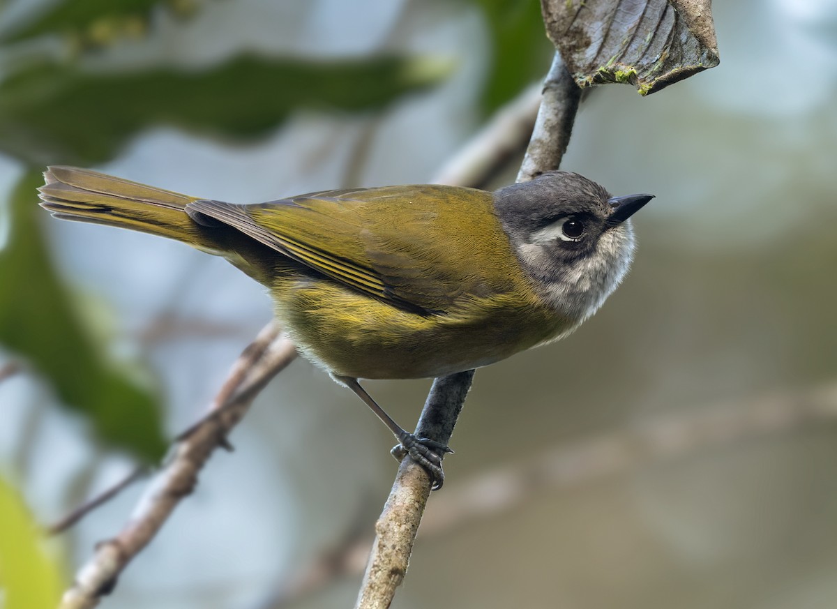 Clorospingo Común (grupo postocularis) - ML615492949