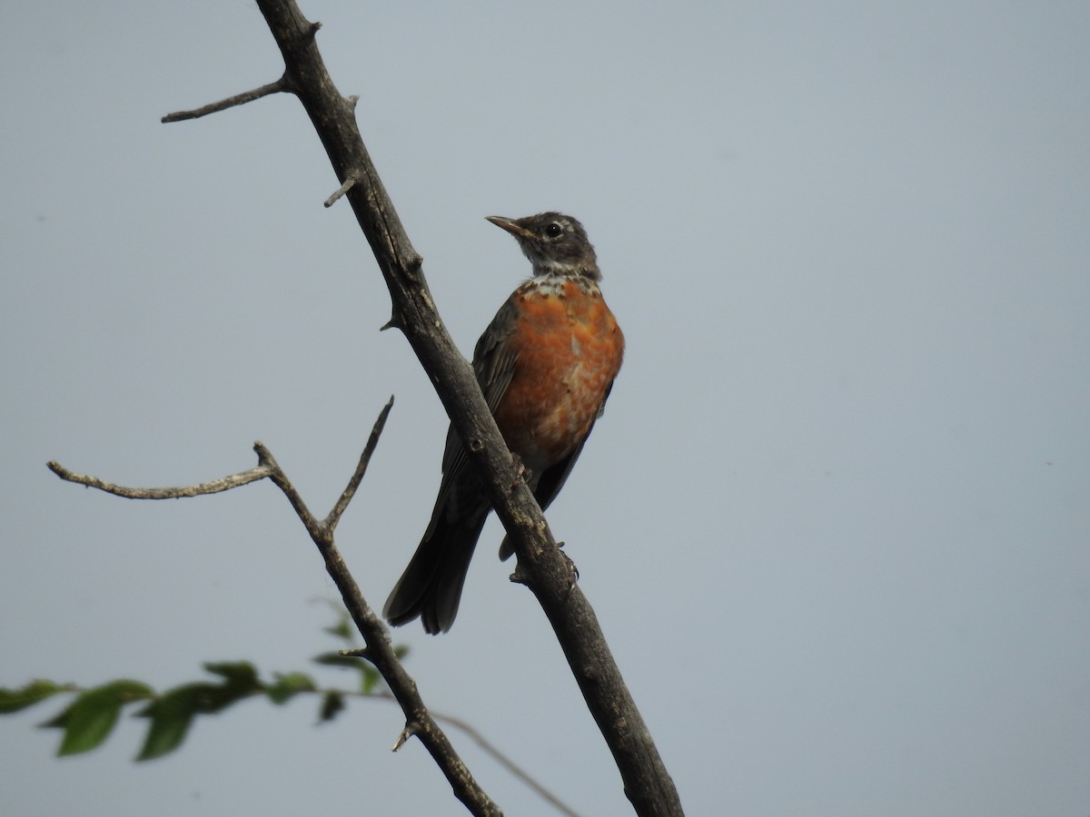 American Robin - ML615492989
