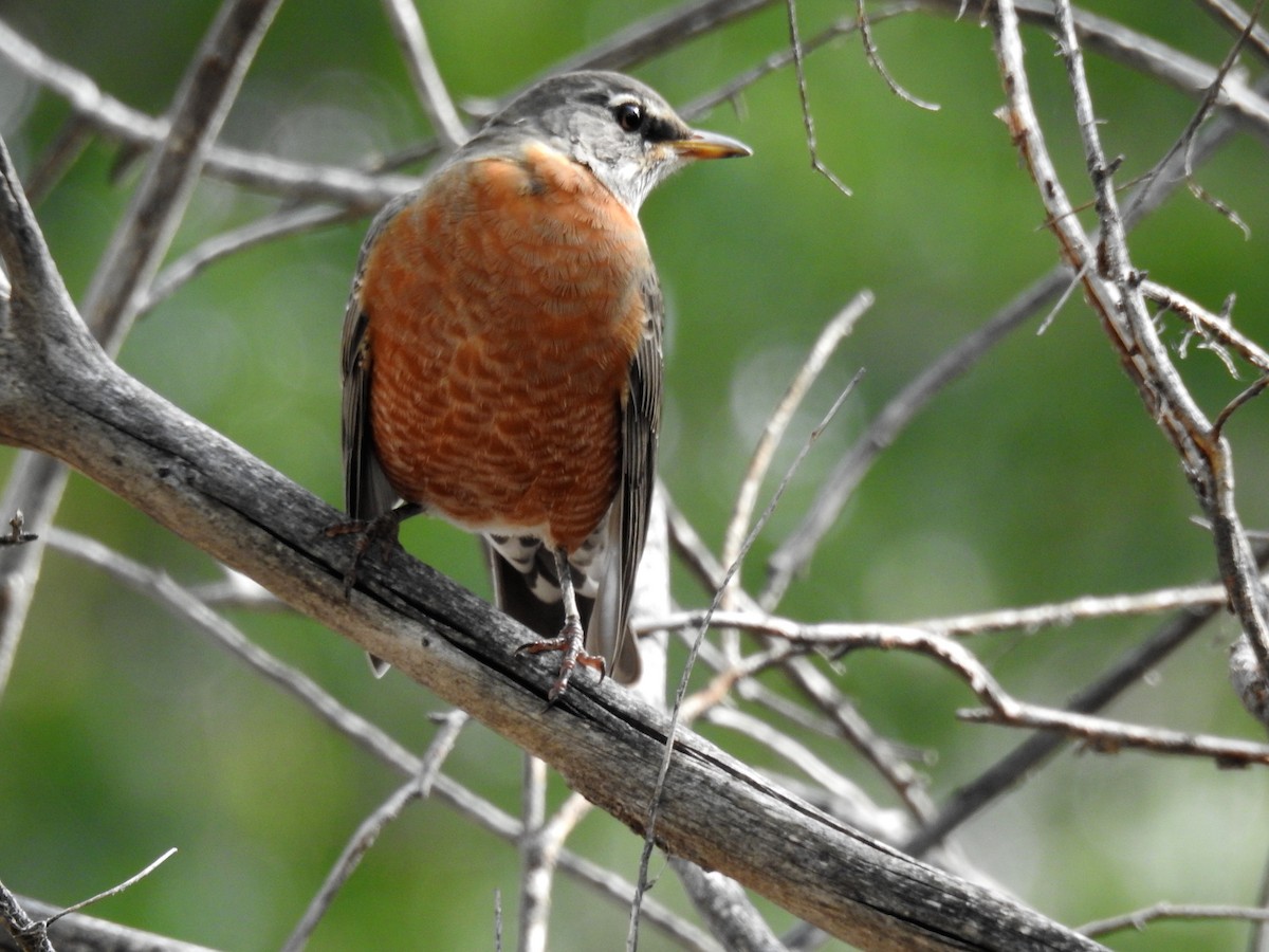 American Robin - ML615492995