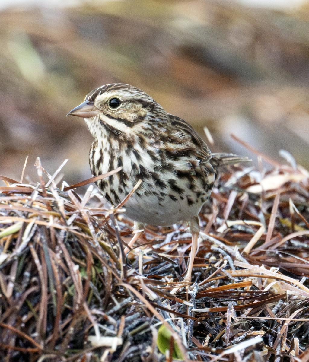 Savannah Sparrow - ML615493004