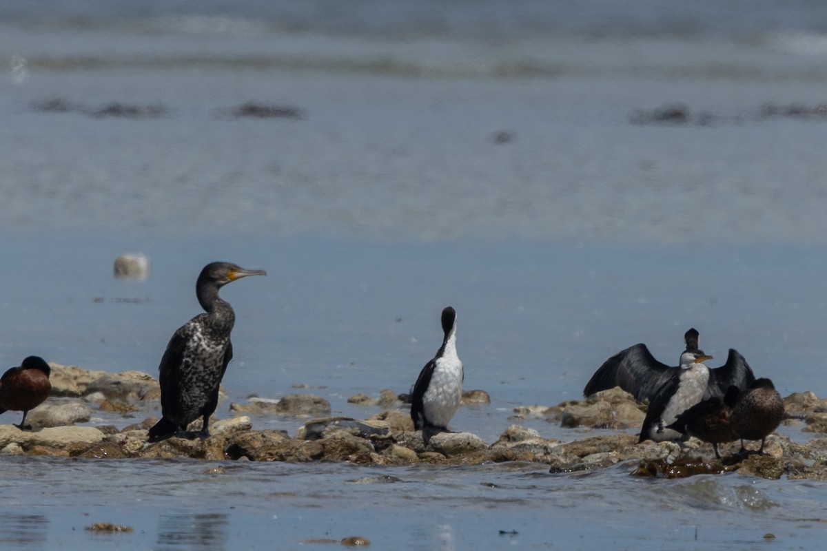 Баклан великий - ML615493010