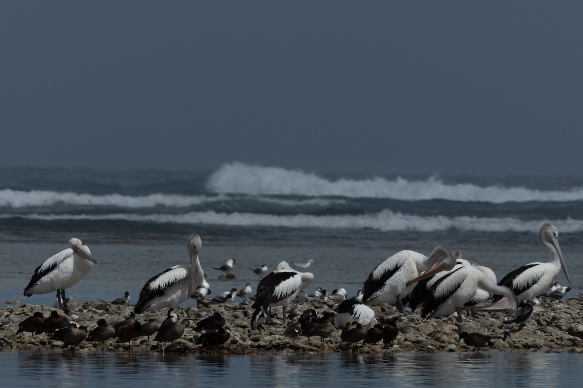 Пелікан австралійський - ML615493018