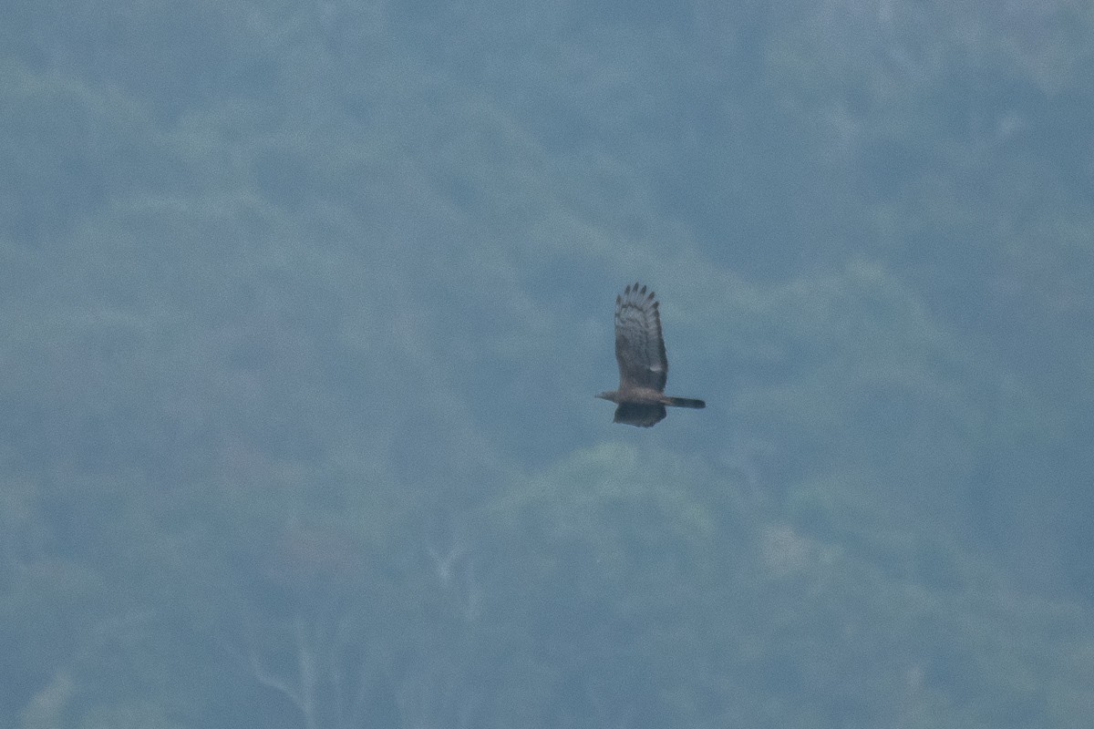 Oriental Honey-buzzard - ML615493029