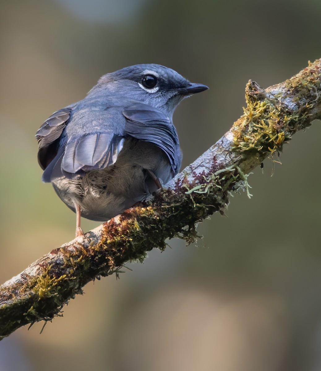 Slate-colored Solitaire - Lars Petersson | My World of Bird Photography
