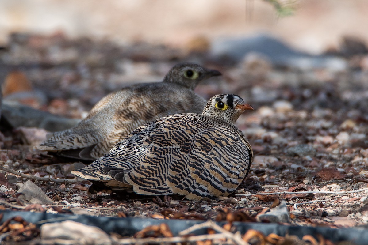 Lichtenstein's Sandgrouse (Lichtenstein's) - ML615493069