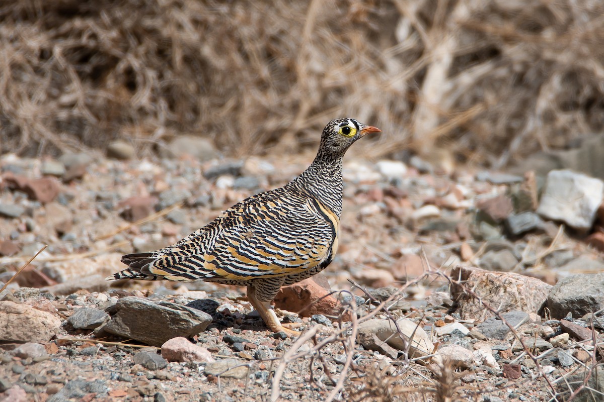 Lichtenstein's Sandgrouse (Lichtenstein's) - ML615493071