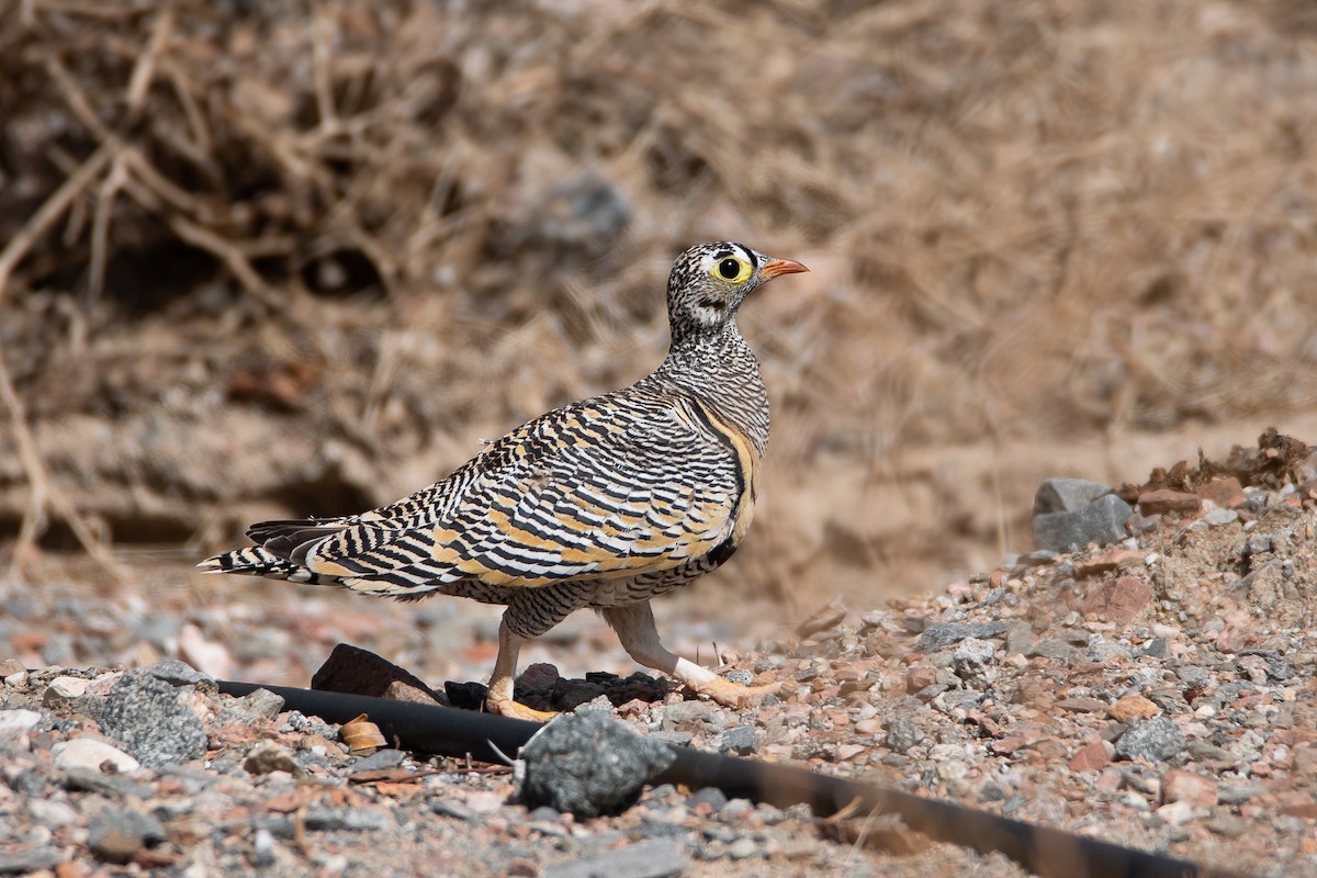 Lichtenstein's Sandgrouse (Lichtenstein's) - ML615493073