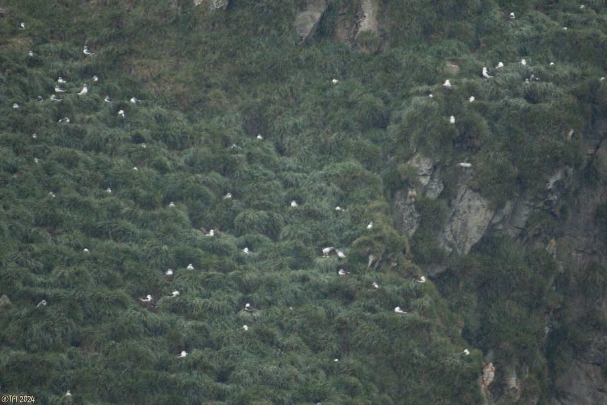 Gray-headed Albatross - ML615493156