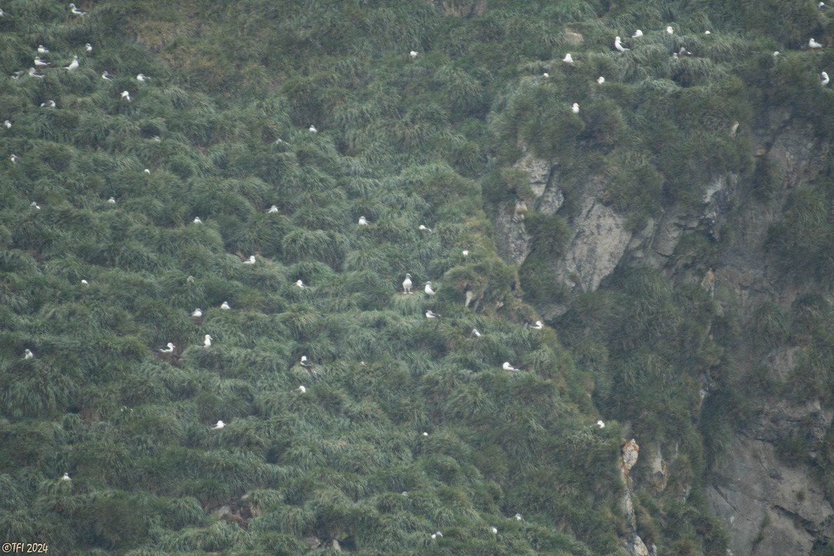 Gray-headed Albatross - ML615493157