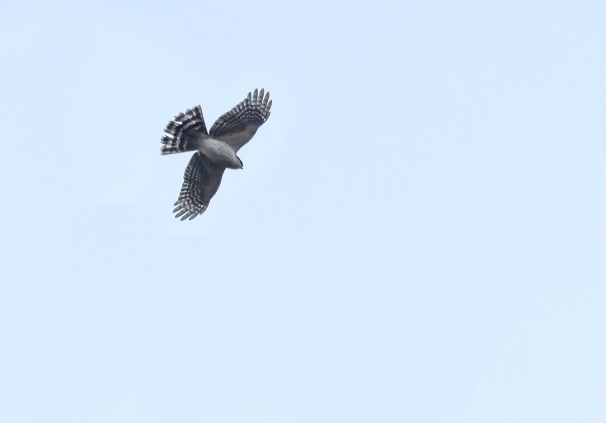 Sharp-shinned Hawk (White-breasted) - ML615493168