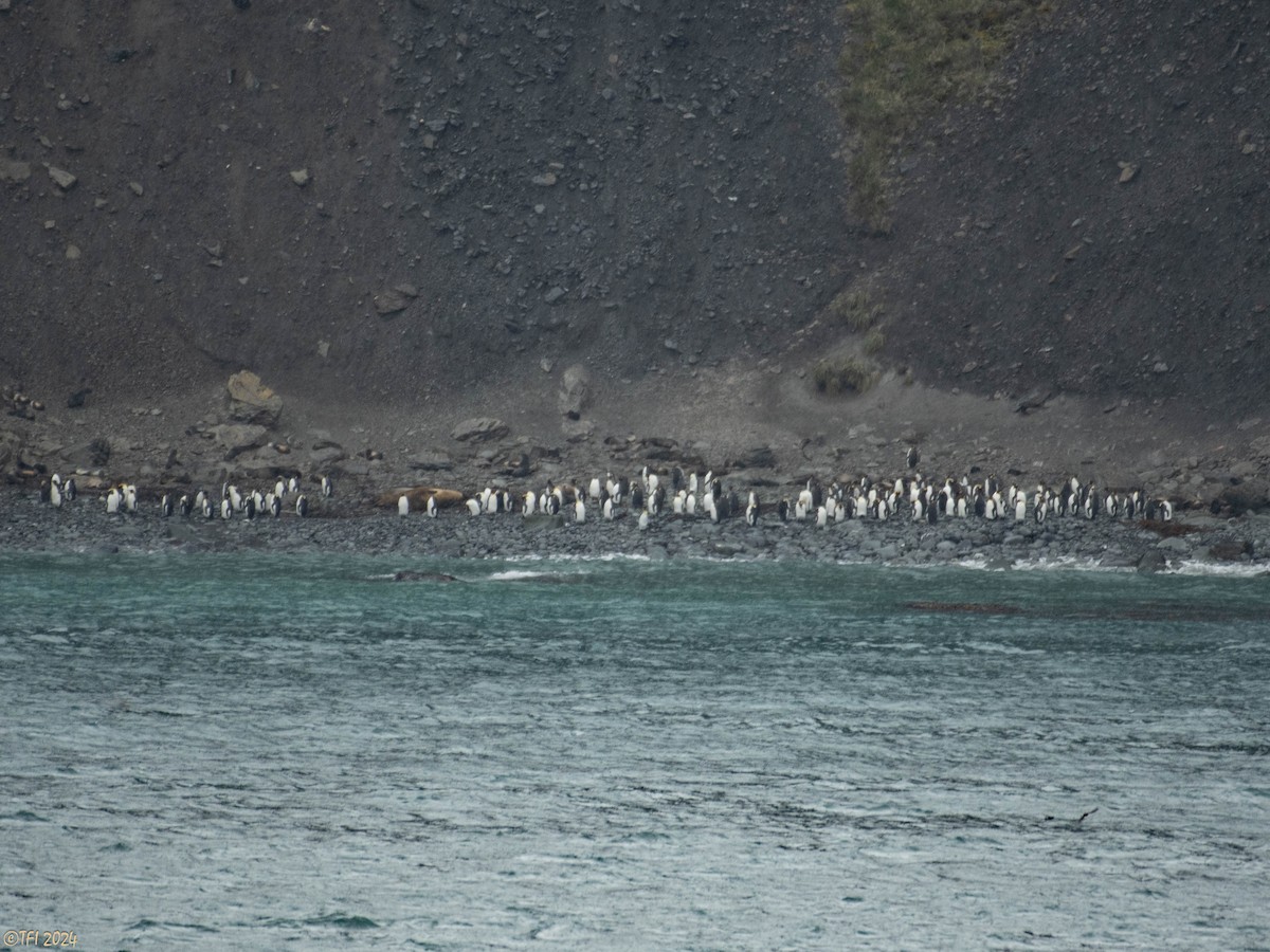 Macaroni Penguin - ML615493201