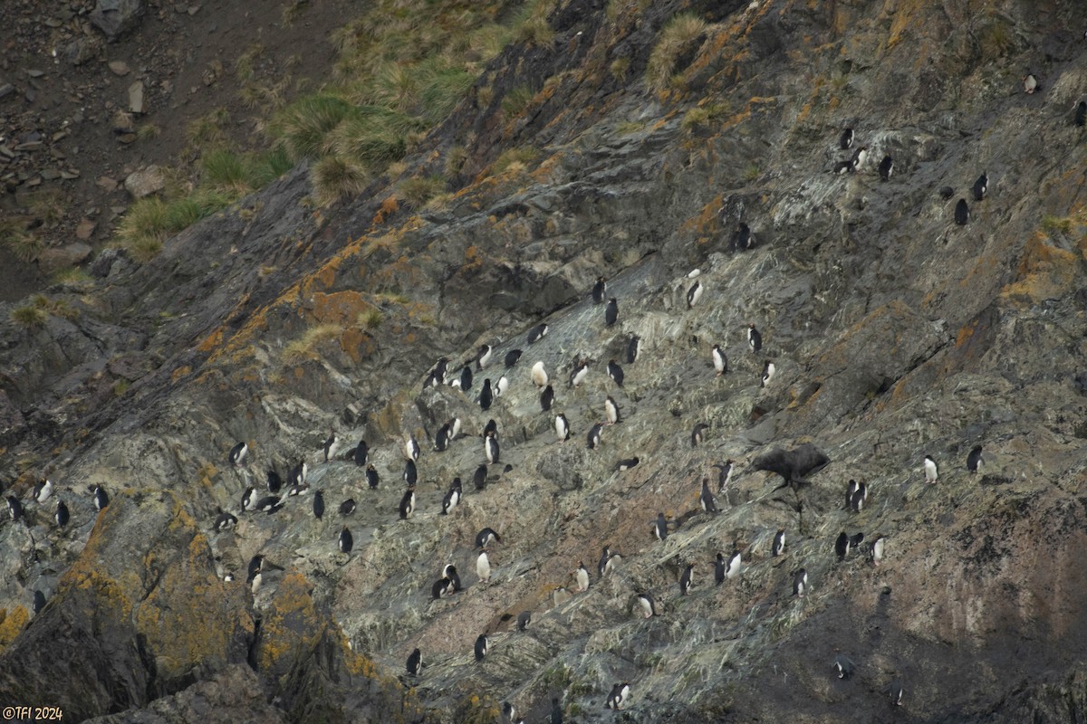 Macaroni Penguin - ML615493205