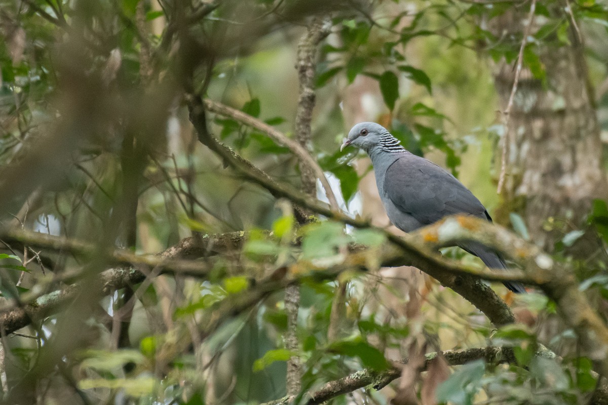 Nilgiri Wood-Pigeon - ML615493206