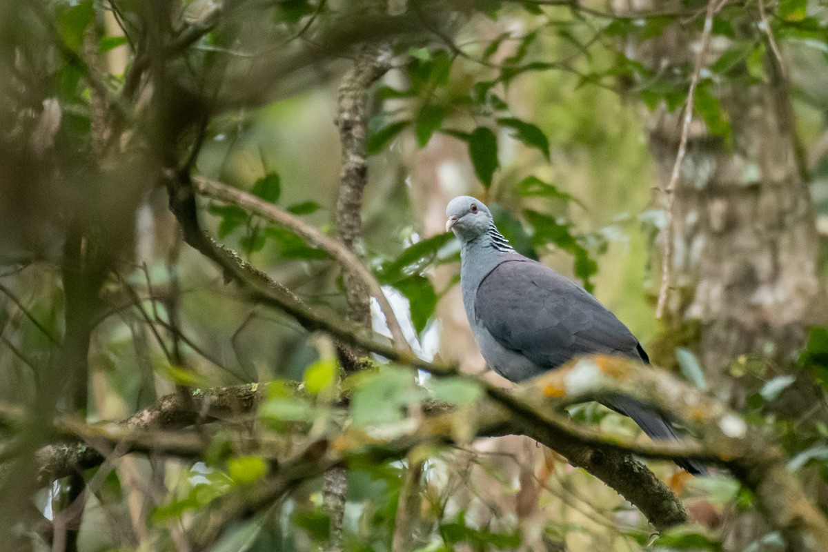 Nilgiri Wood-Pigeon - ML615493209