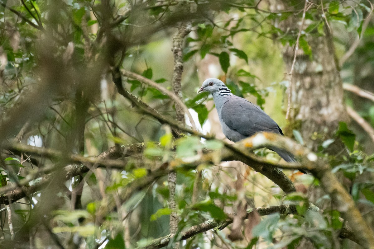 Nilgiri Wood-Pigeon - ML615493210