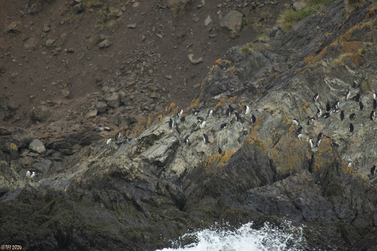 Macaroni Penguin - ML615493214